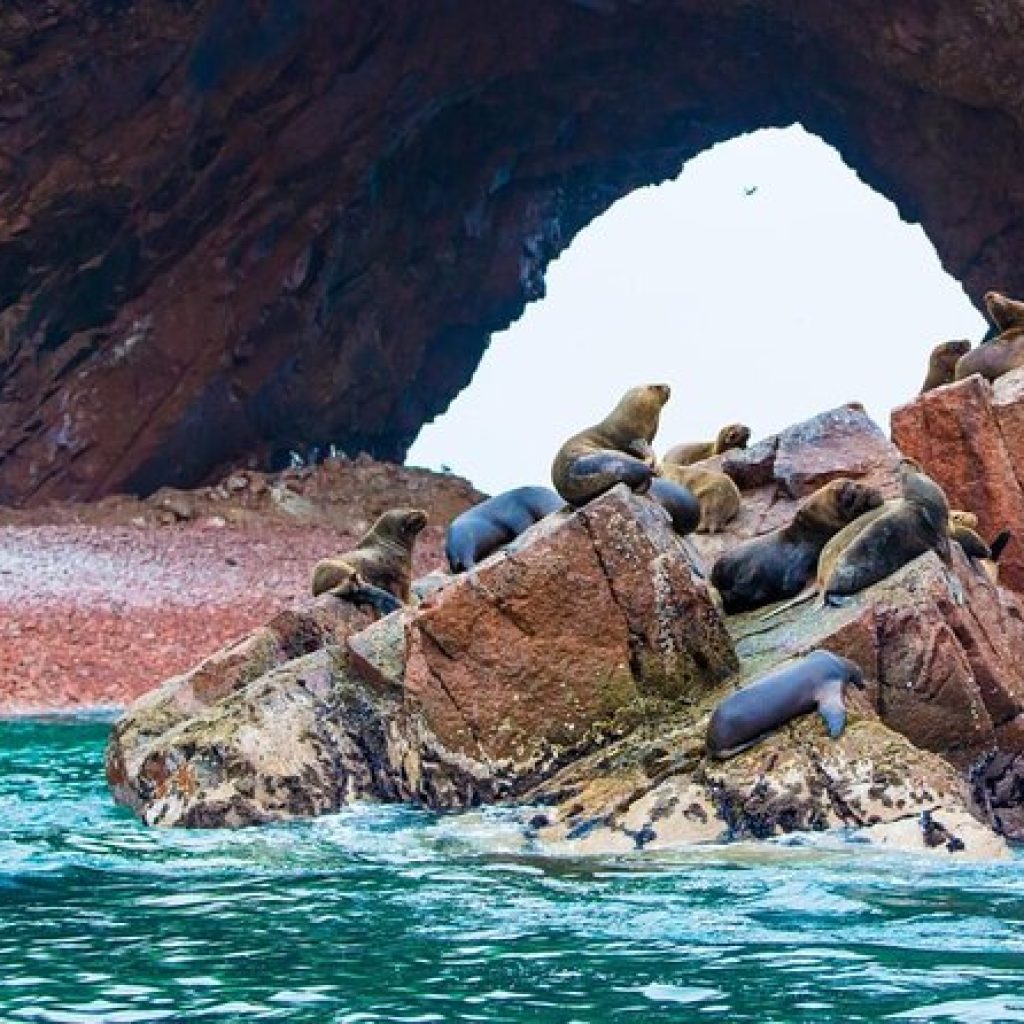 Tour Islas Ballestas desde Ica