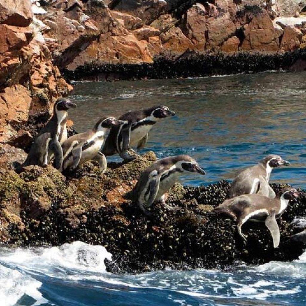 Tour Islas Ballestas desde Ica