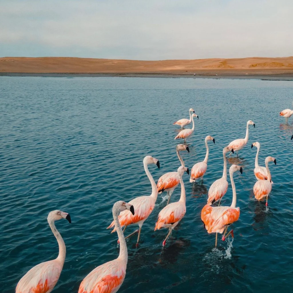 Paseo en Kayak Mirador de Flamencos