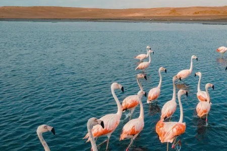 Paseo en Kayak Mirador de Flamencos