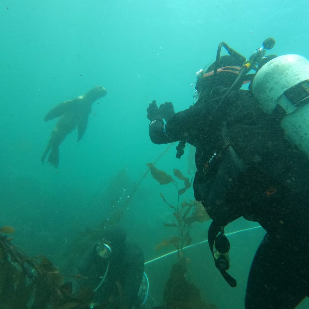 Buceo en Islas Blanca