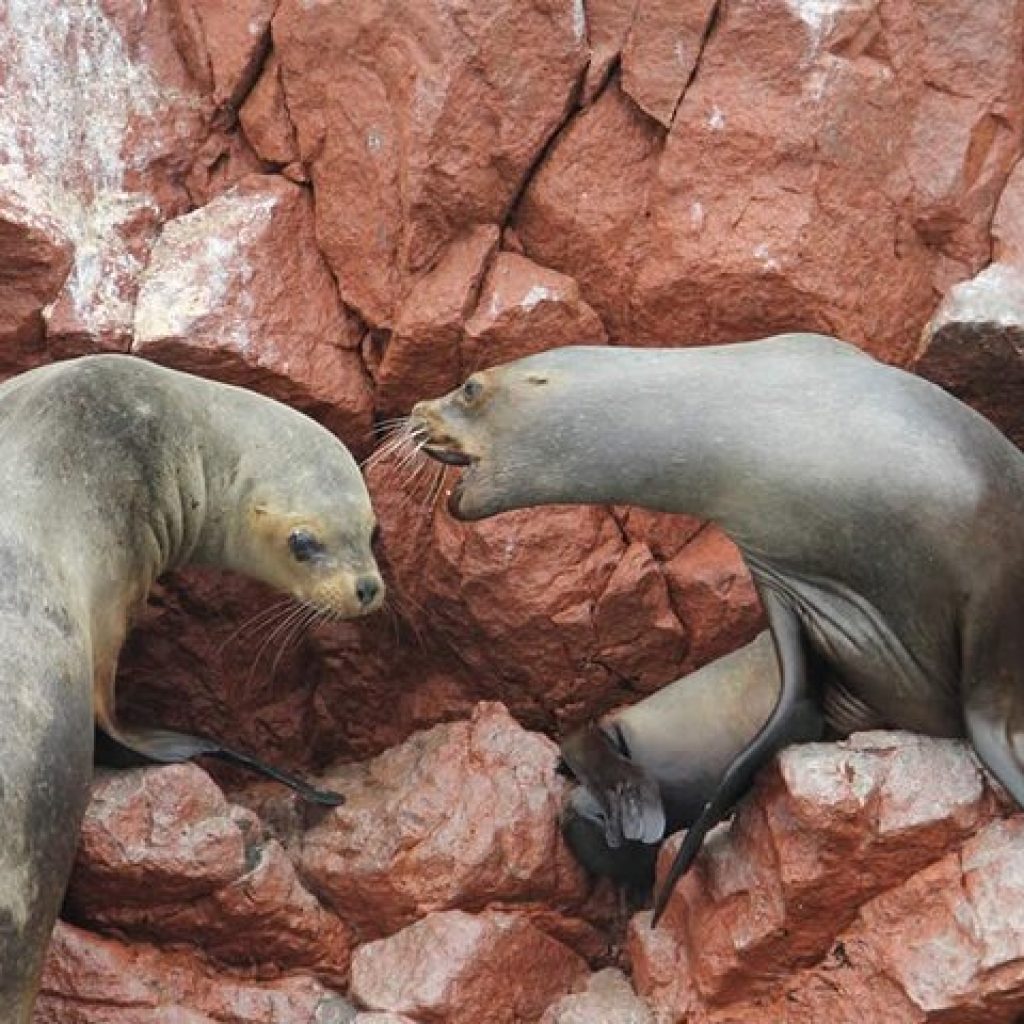 Tour Islas Ballestas desde Ica