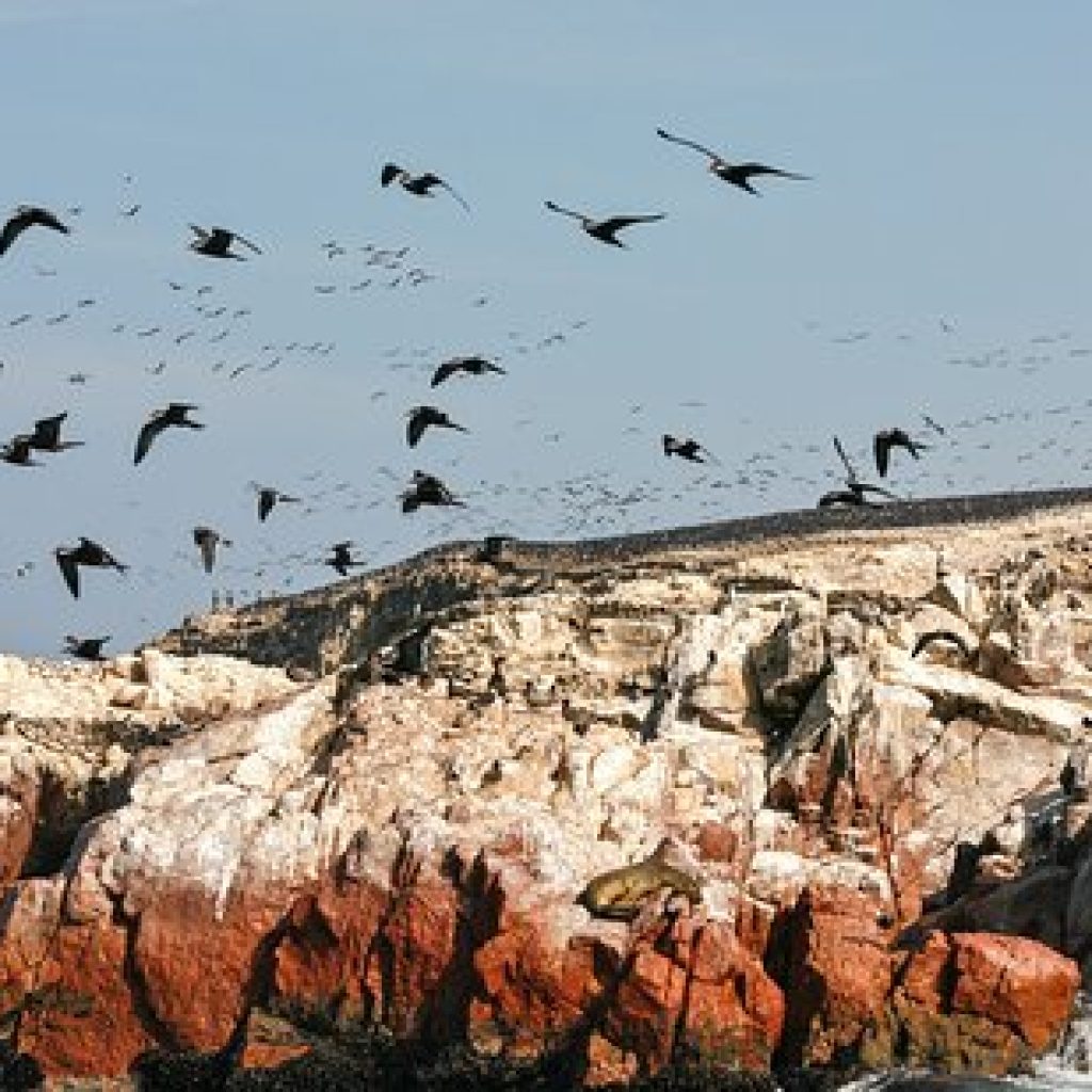 Islas Ballestas + Laguna Morón +Tambo Colorado desde Paracas