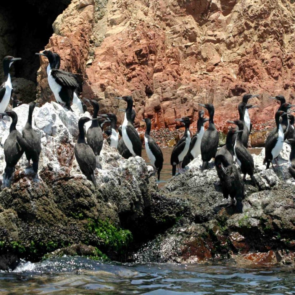 Tour Islas Ballestas + Mini Buggy por la Reserva Nacional de Paracas desde Ica