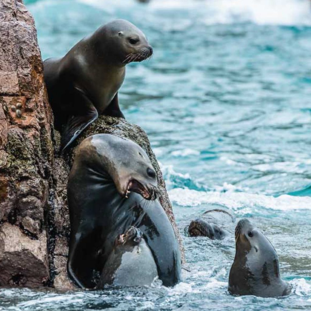 Tour Islas Ballestas – Líneas de Nazca desde Pisco