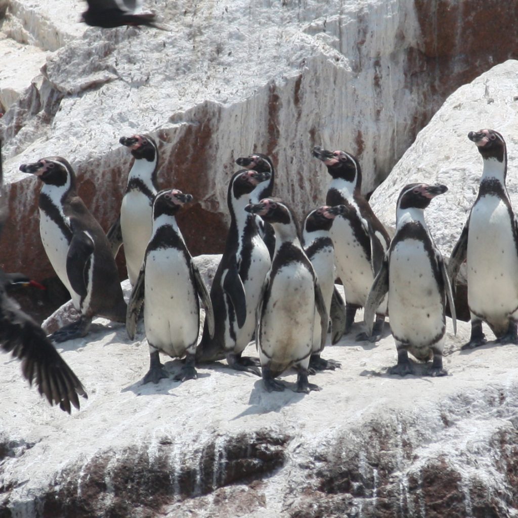 Tour Islas Ballestas – Líneas de Nazca desde Pisco