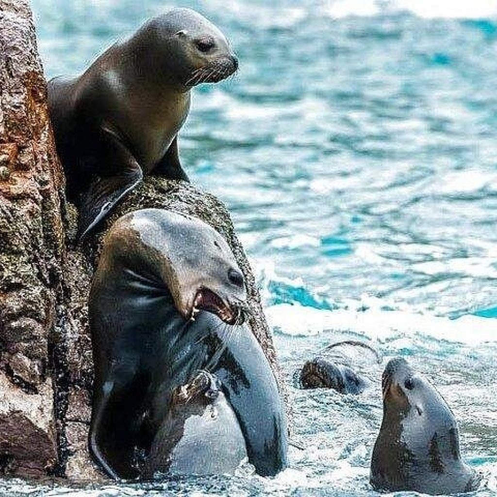 Tour Islas Ballestas + Reserva Nacional de Paracas + Bodega Tacama+ Tubular y sandboarding en Huacachina (2 días / 1noche)
